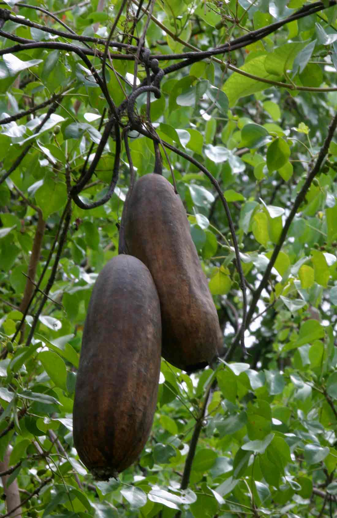 Luffa cylindrica Luffa cylindrica