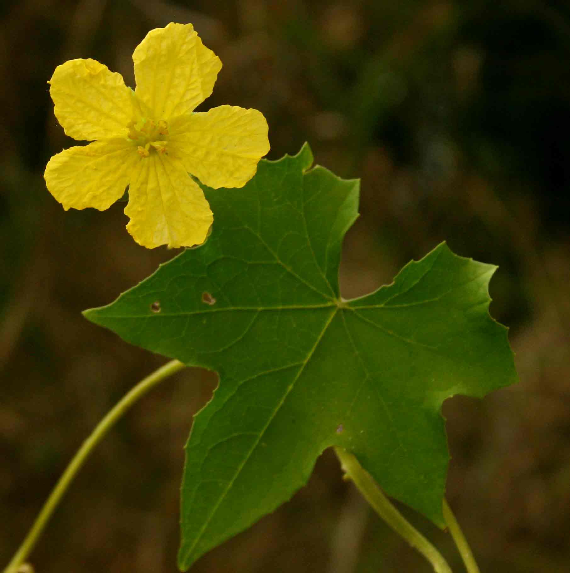 Luffa cylindrica Luffa cylindrica