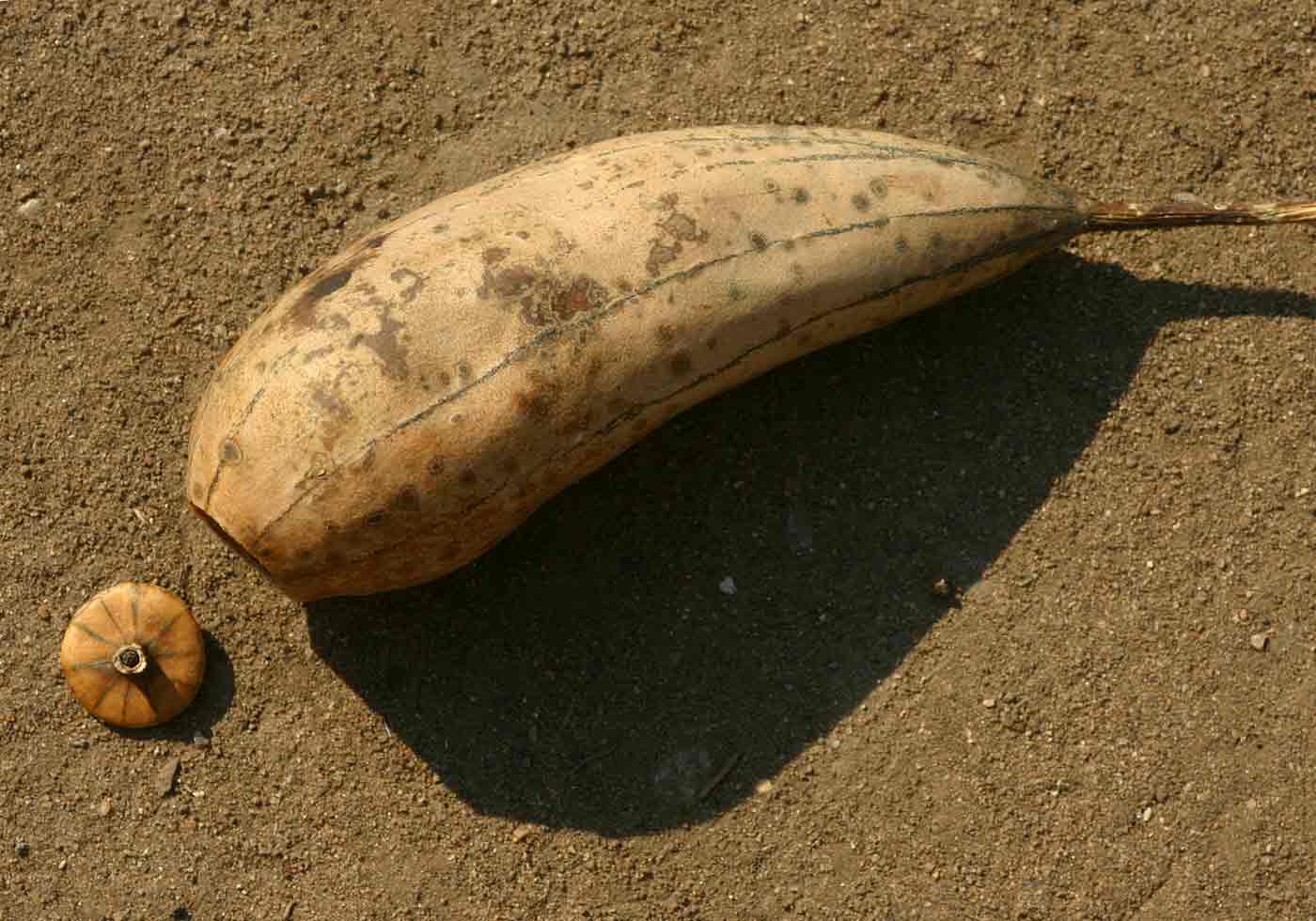 Luffa cylindrica Luffa cylindrica