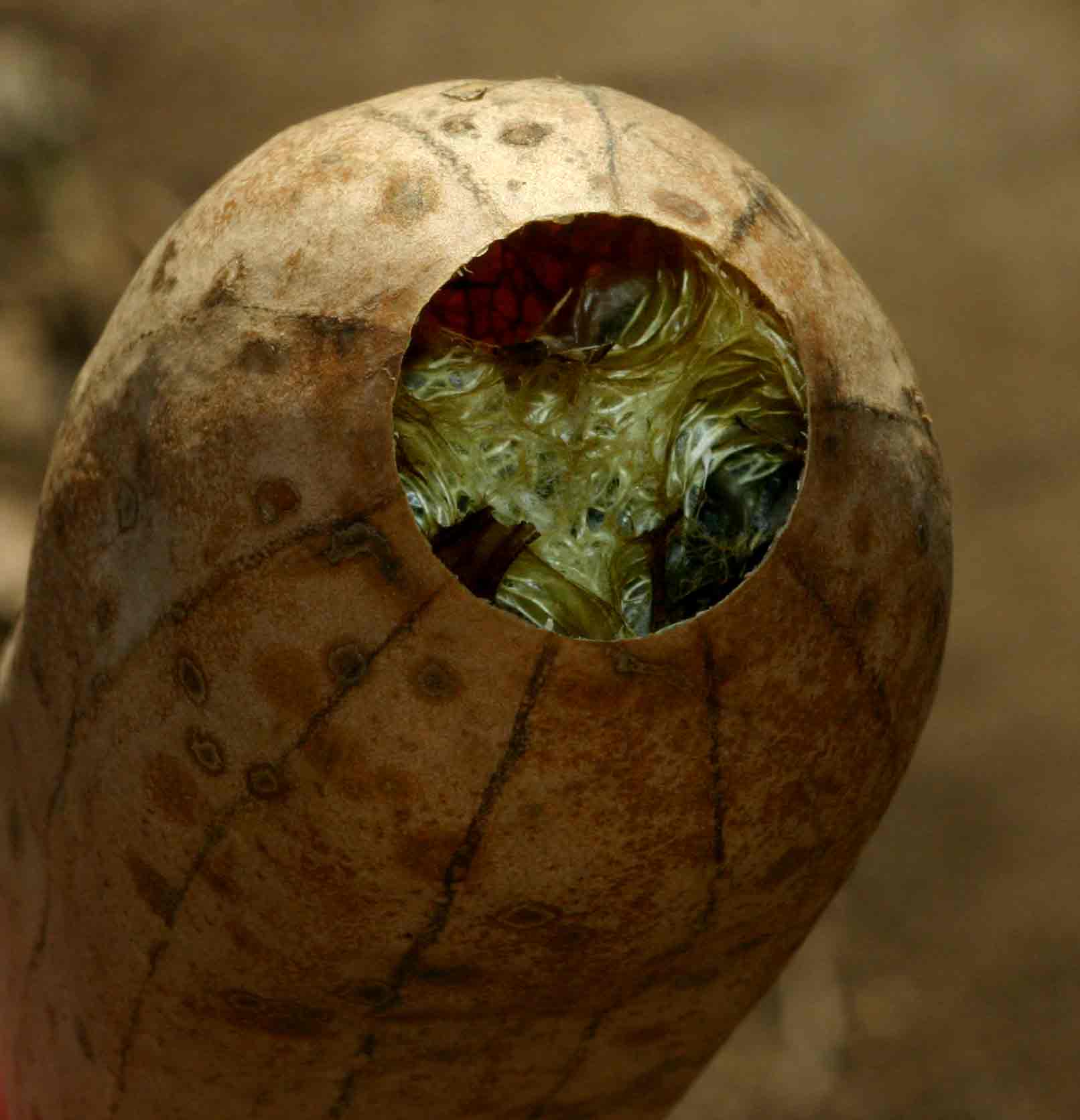 Luffa cylindrica Luffa cylindrica