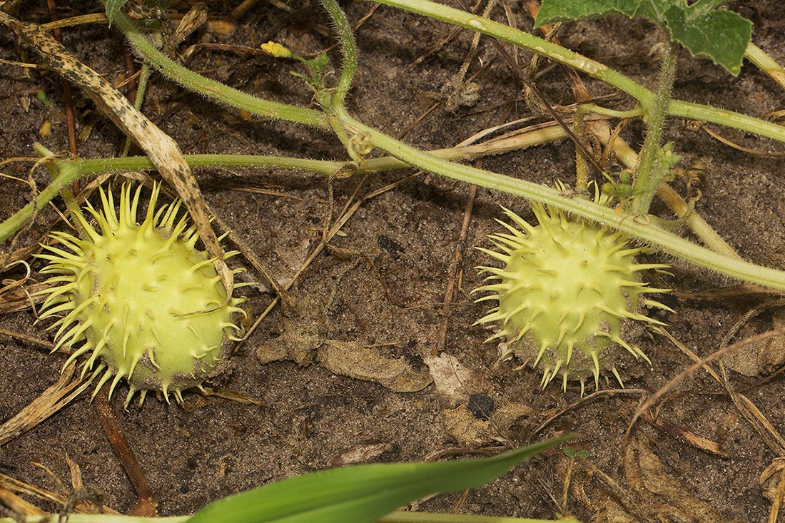 Cucumis anguria var. anguria