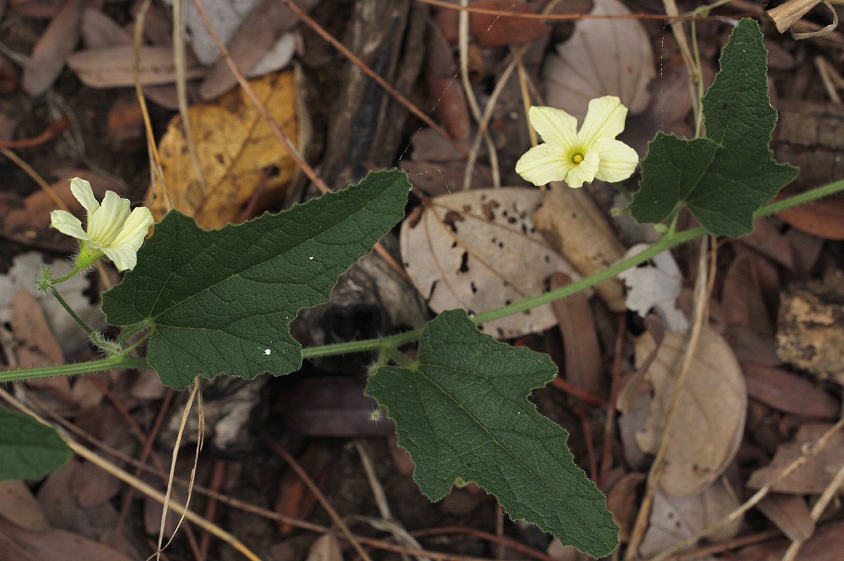 Cucumis hirsutus Cucumis hirsutus