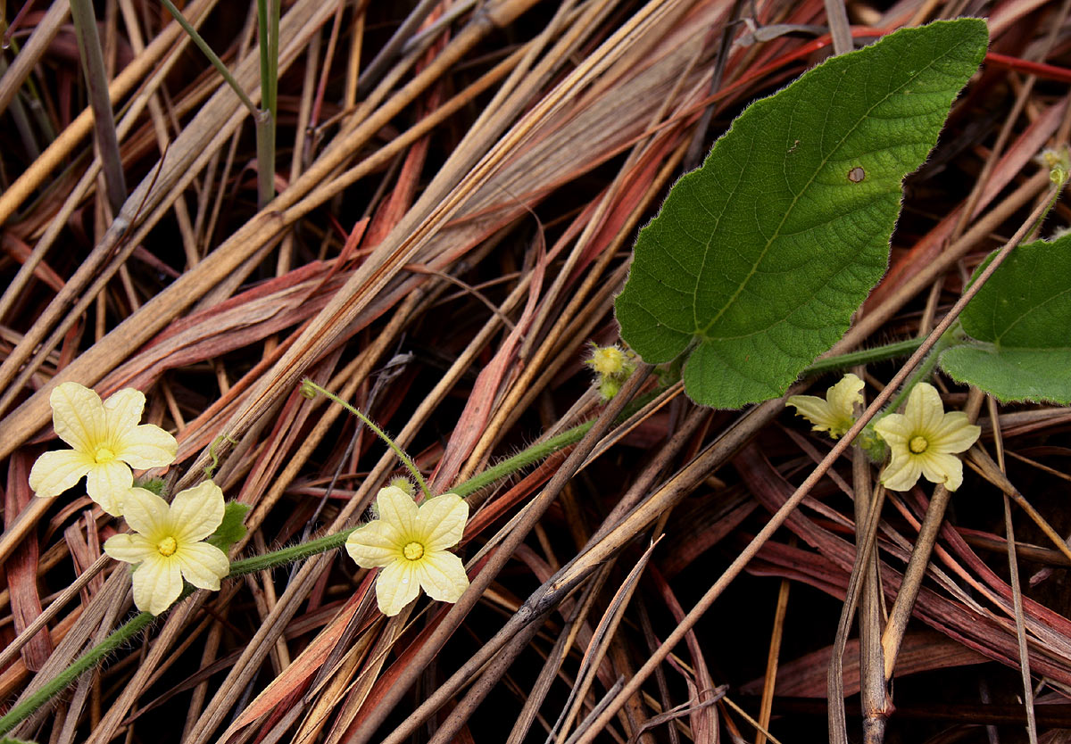 Cucumis hirsutus Cucumis hirsutus