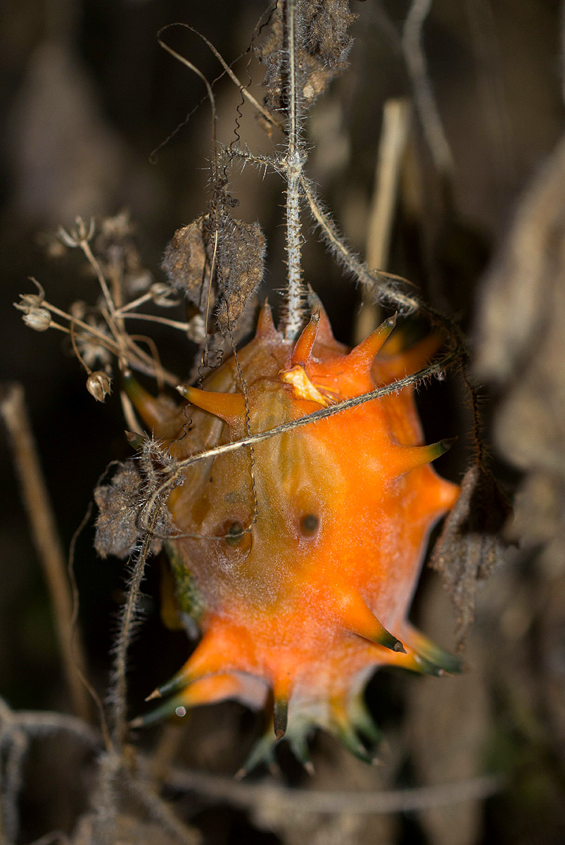 Cucumis metuliferus Cucumis metuliferus