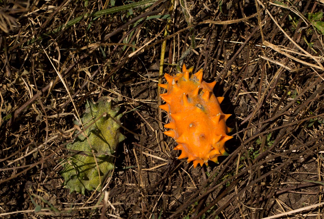 Cucumis metuliferus Cucumis metuliferus