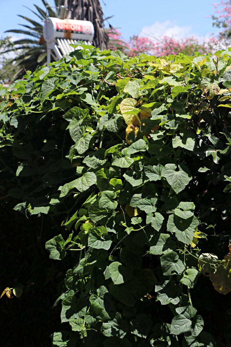 Cucumis metuliferus Cucumis metuliferus