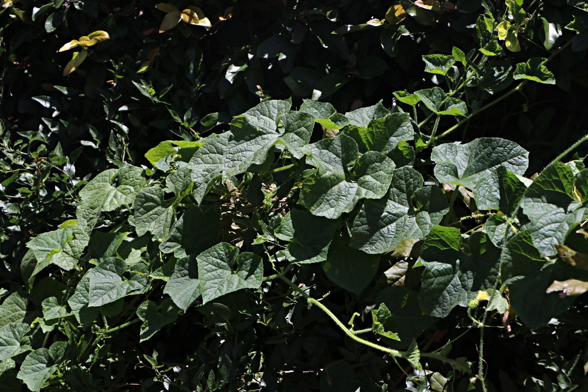 Cucumis metuliferus Cucumis metuliferus