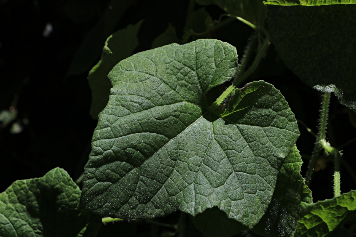 Cucumis metuliferus Cucumis metuliferus