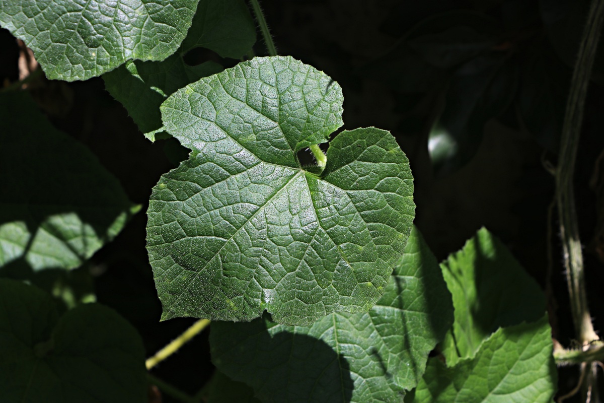Cucumis metuliferus Cucumis metuliferus