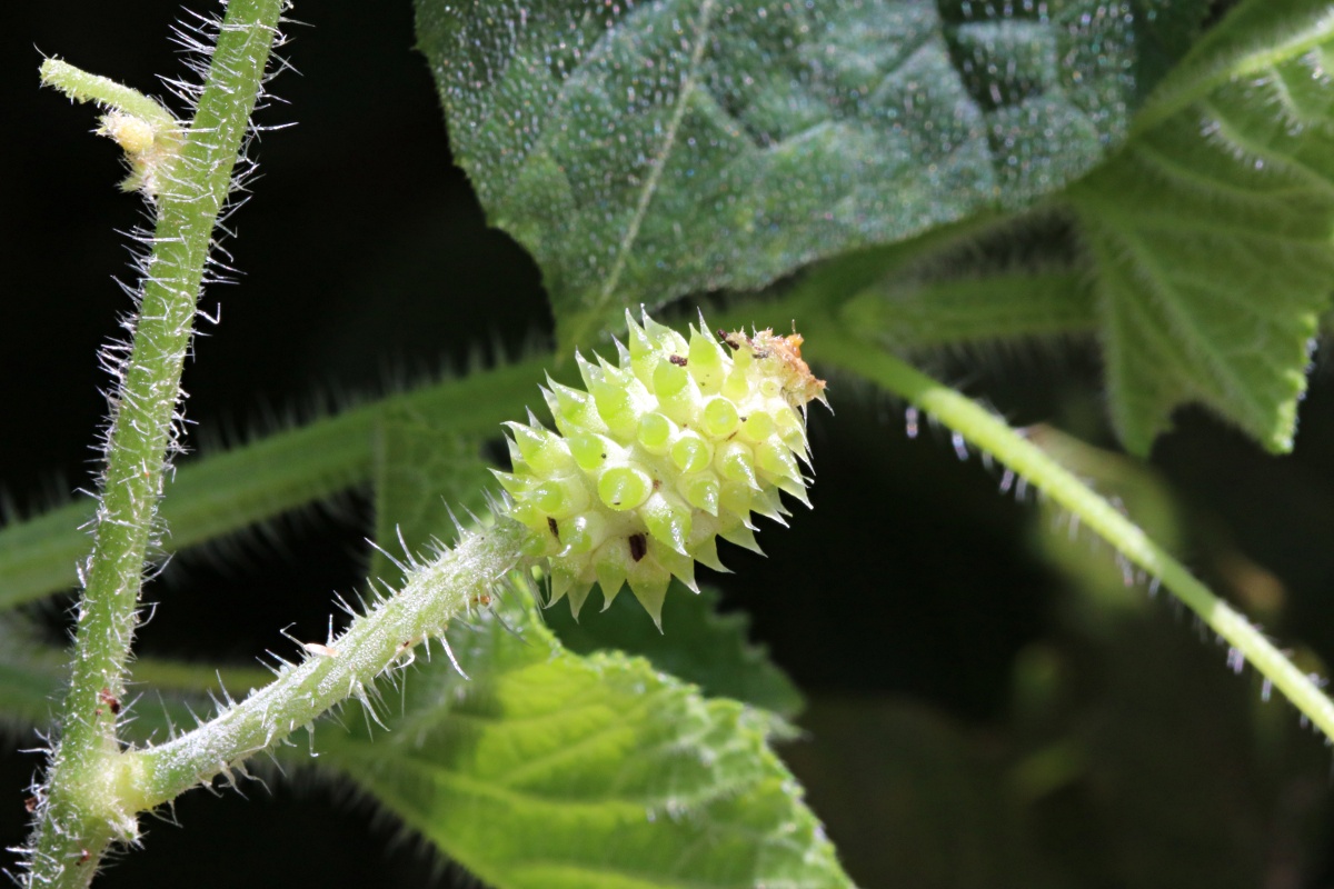 Cucumis metuliferus Cucumis metuliferus