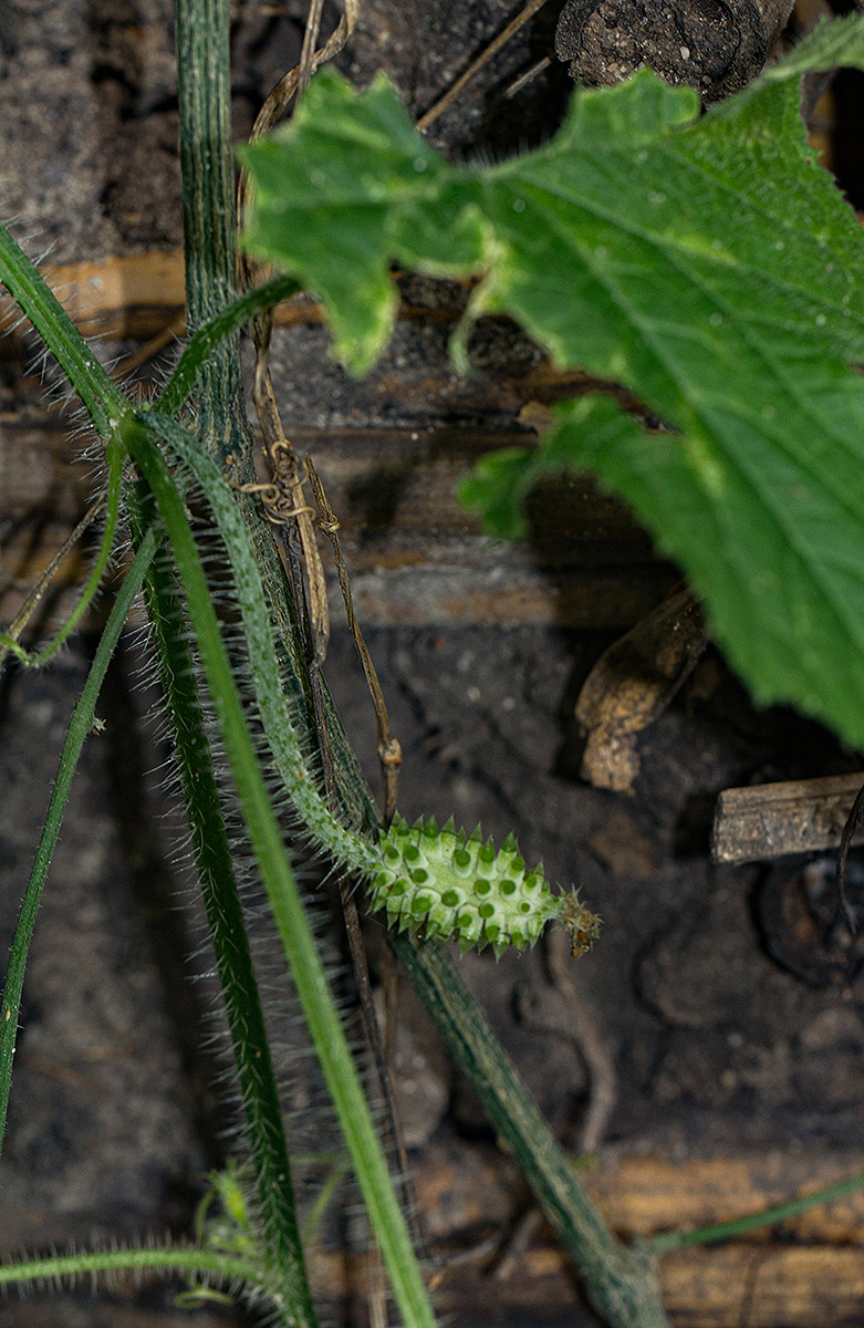 Cucumis metuliferus Cucumis metuliferus