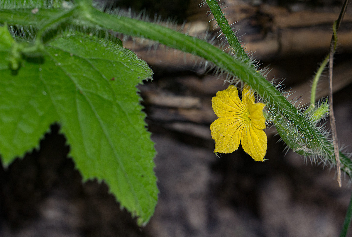 Cucumis metuliferus Cucumis metuliferus