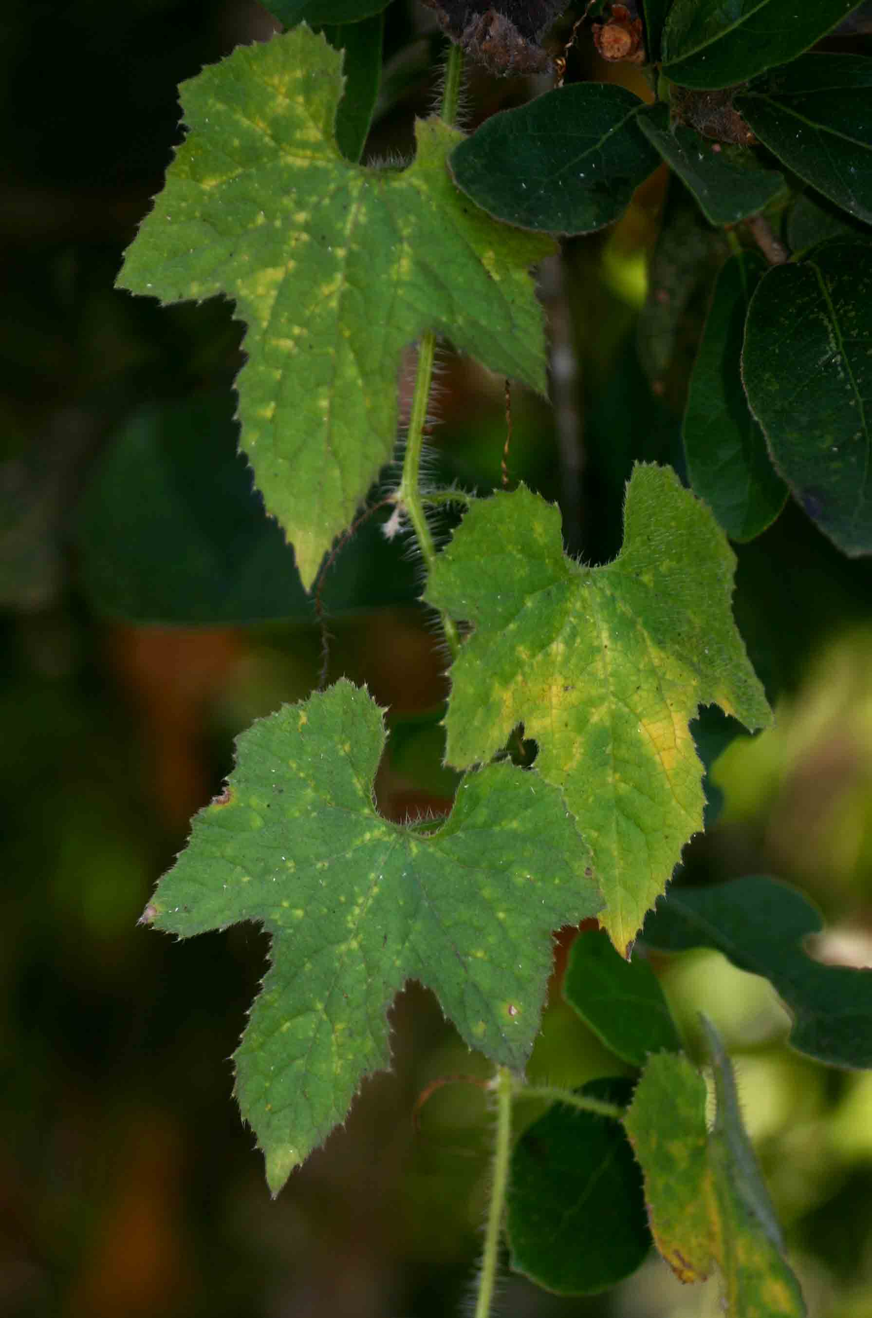 Cucumis metuliferus Cucumis metuliferus