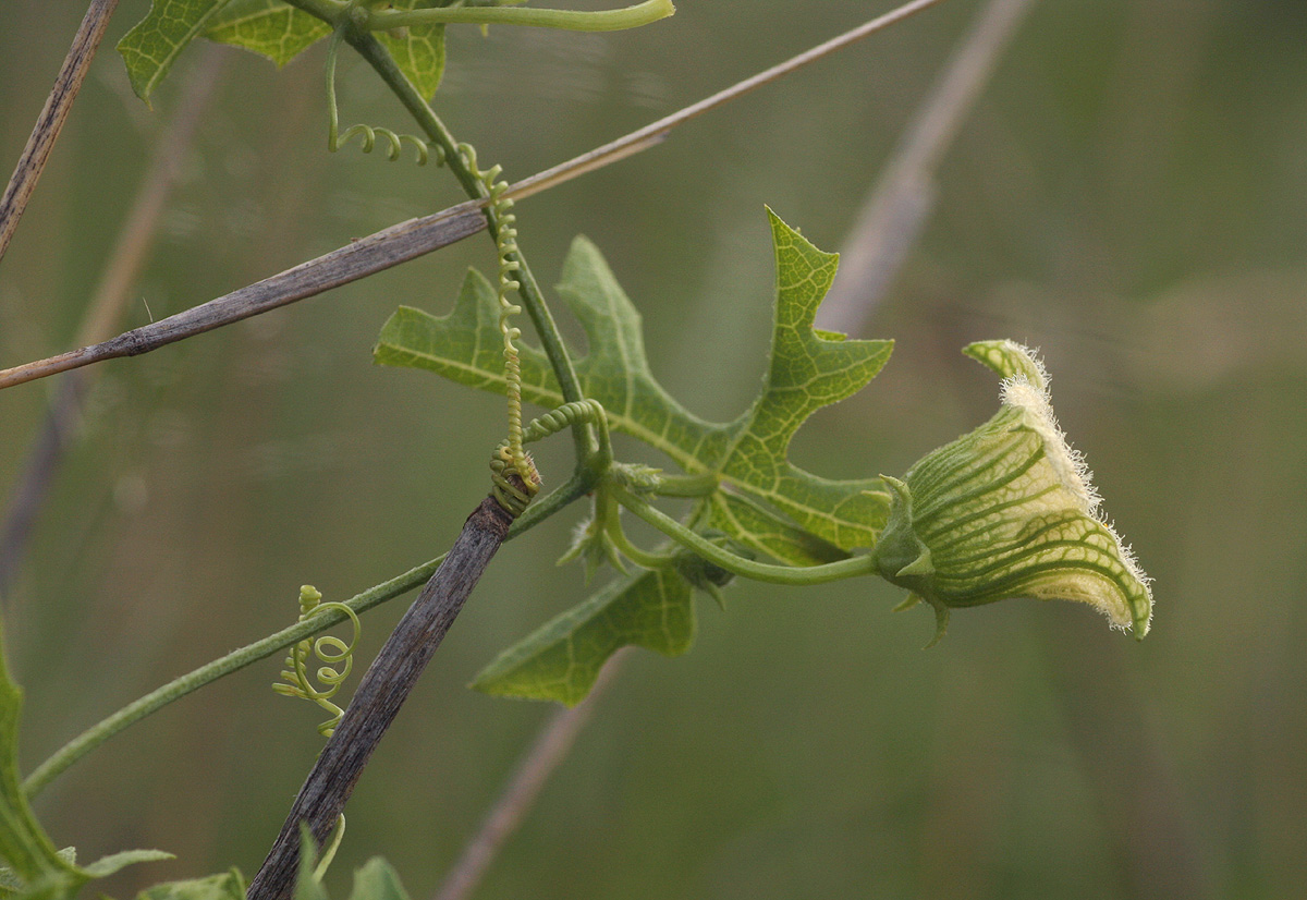 Coccinia rehmannii