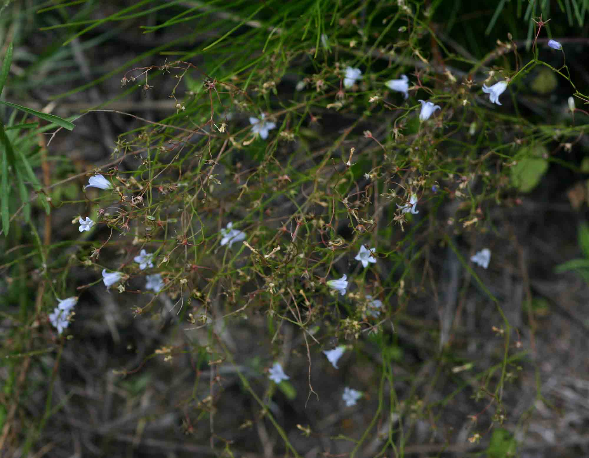 Wahlenbergia banksiana Wahlenbergia banksiana