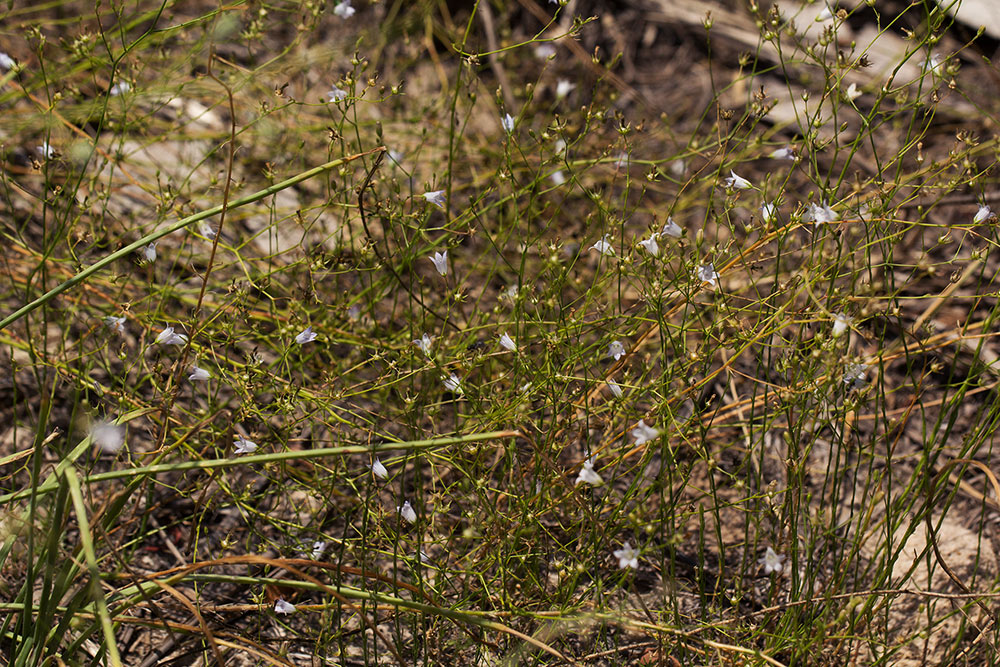 Wahlenbergia banksiana Wahlenbergia banksiana