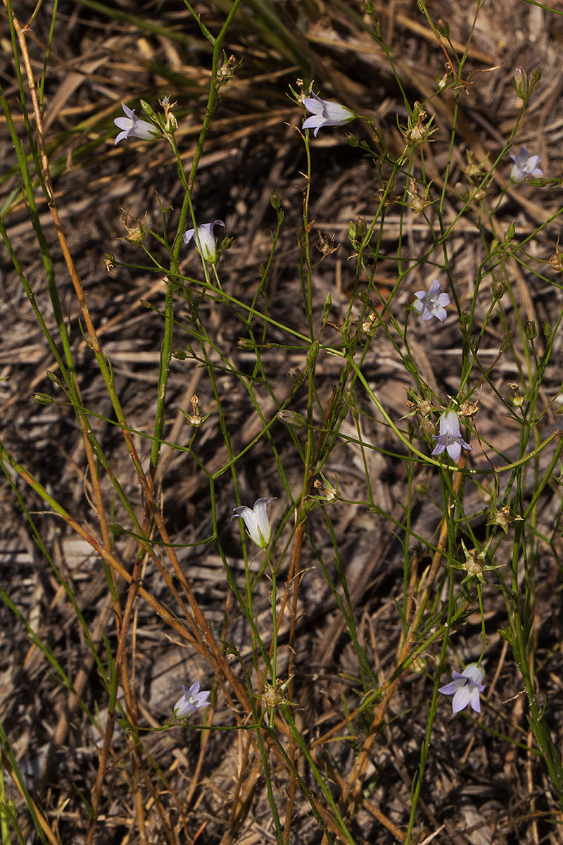 Wahlenbergia banksiana Wahlenbergia banksiana