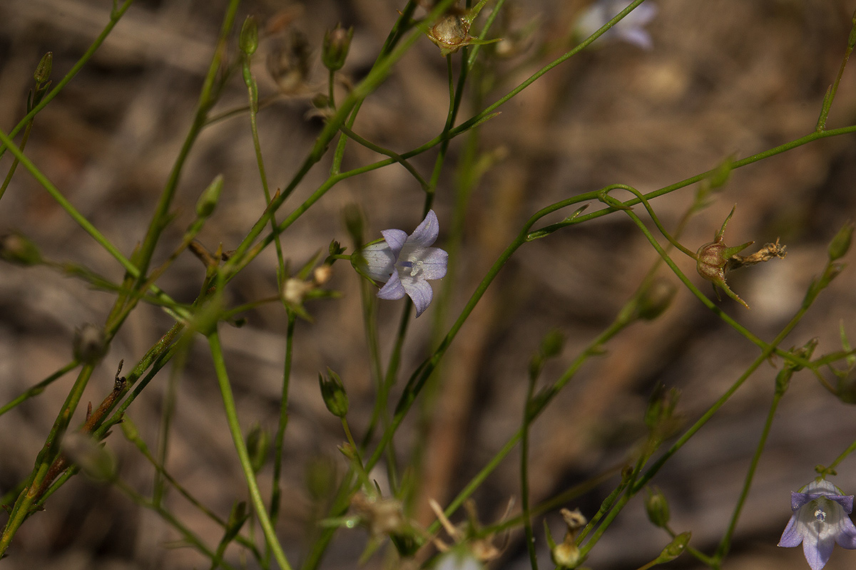 Wahlenbergia banksiana Wahlenbergia banksiana