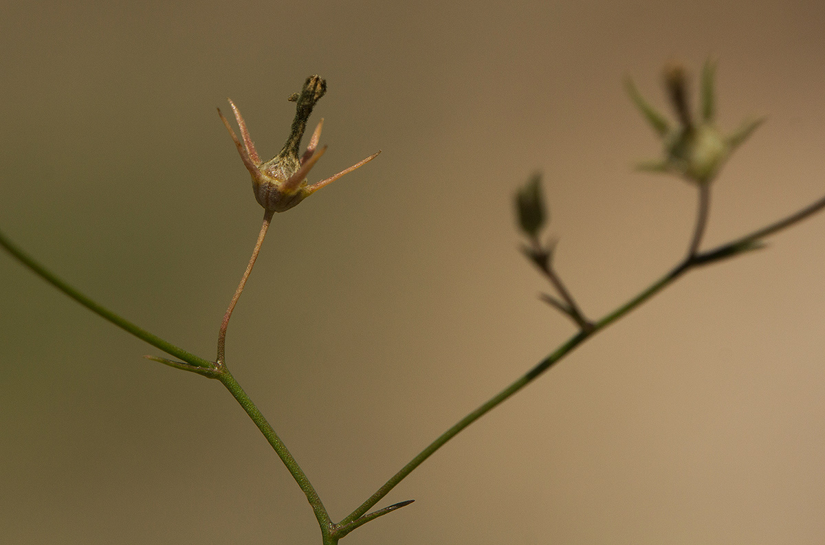 Wahlenbergia banksiana Wahlenbergia banksiana