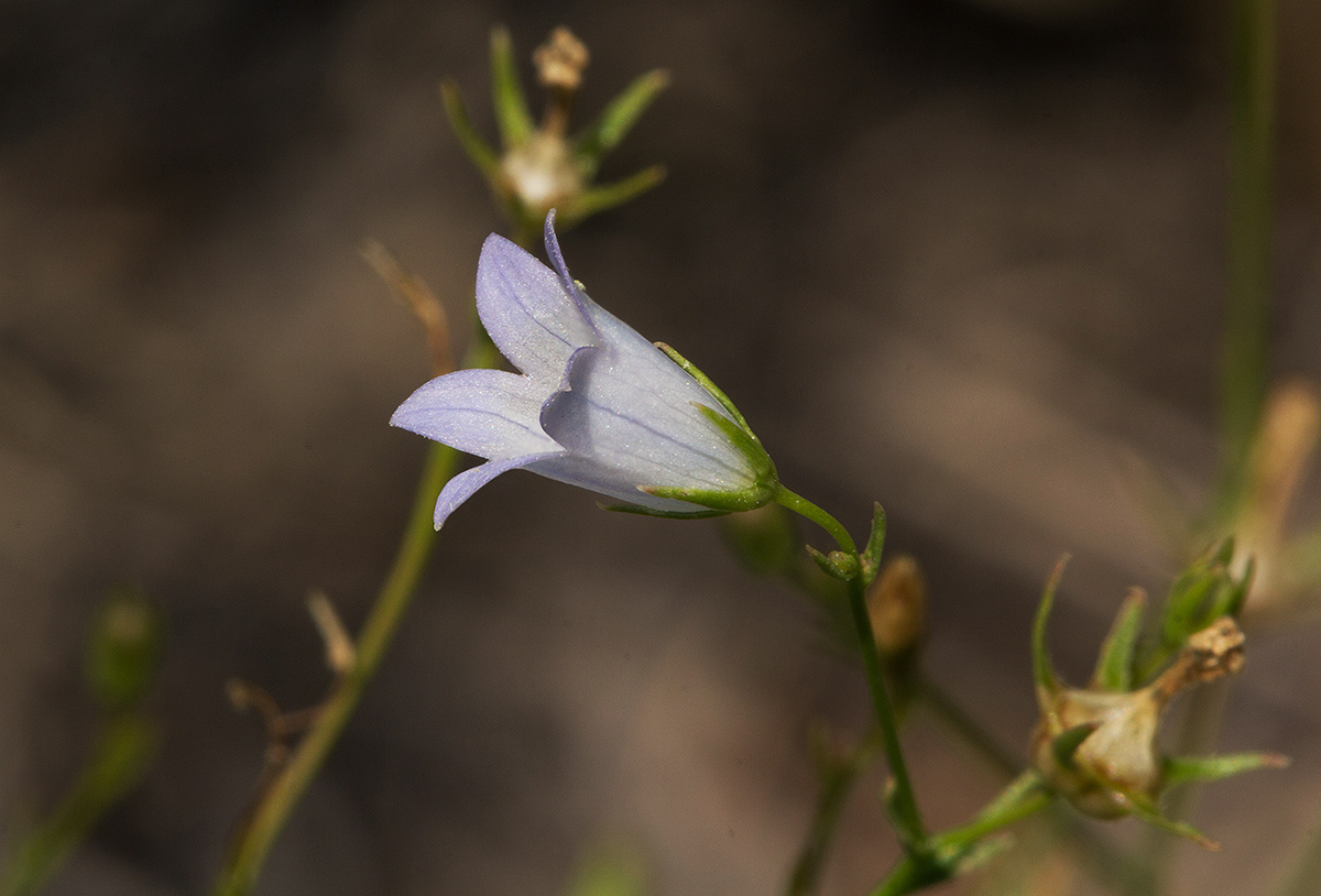 Wahlenbergia banksiana Wahlenbergia banksiana