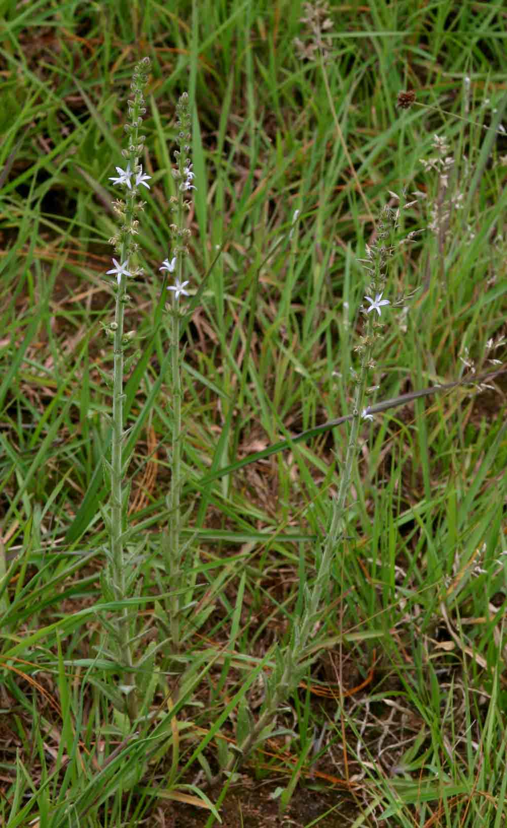 Wahlenbergia napiformis