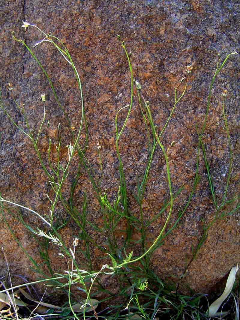 Wahlenbergia undulata Wahlenbergia undulata