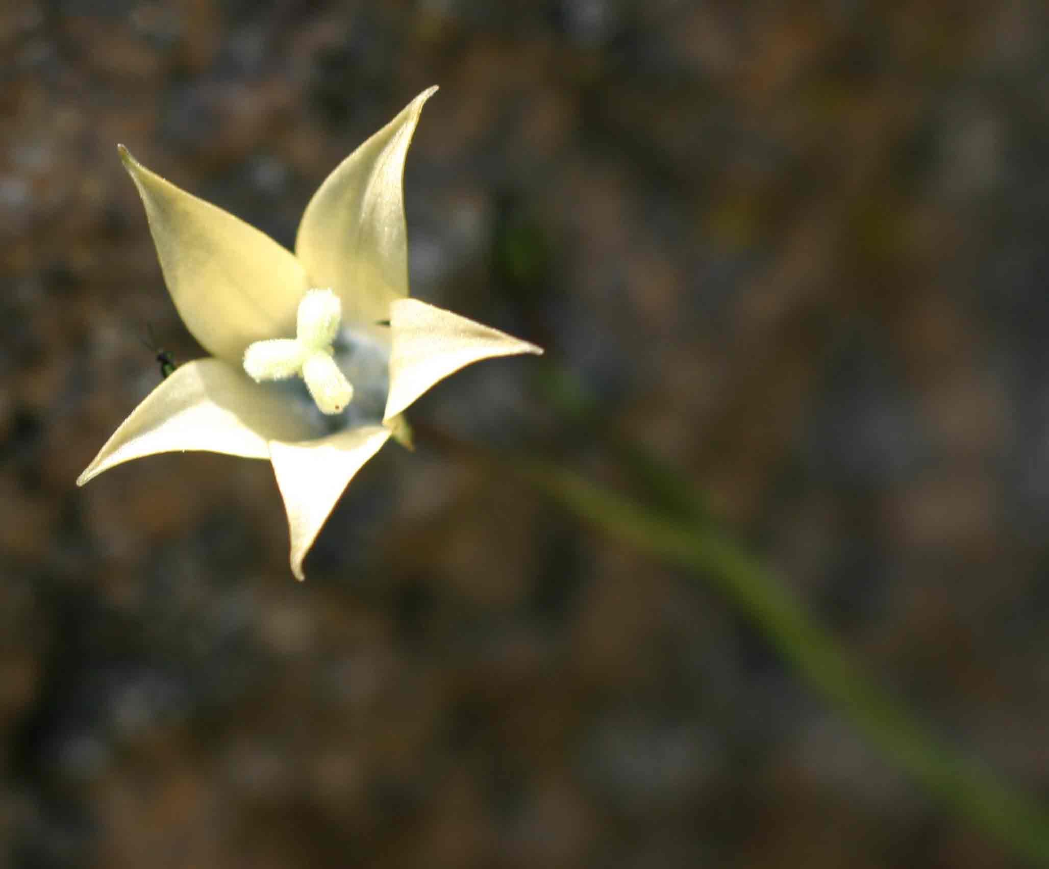 Wahlenbergia undulata