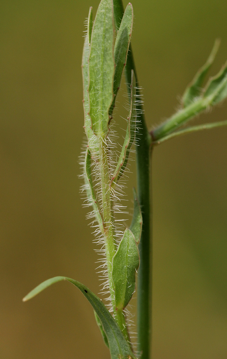 Wahlenbergia undulata