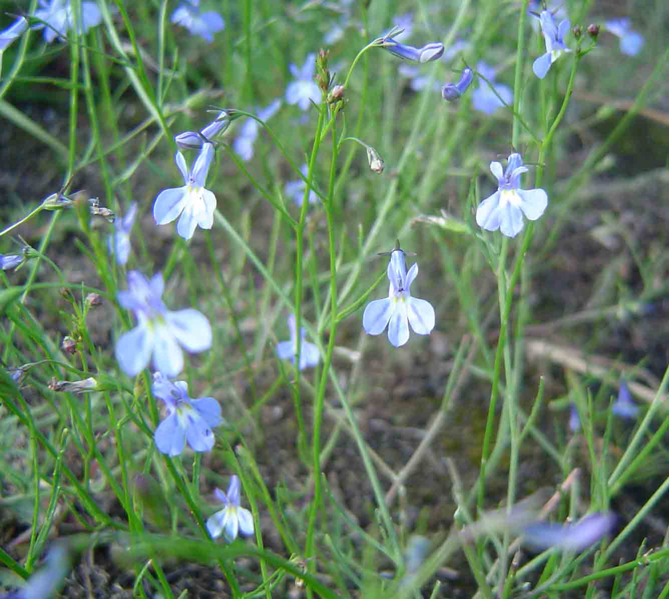 Lobelia erinus Lobelia erinus