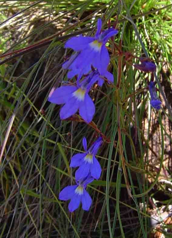 Lobelia erinus Lobelia erinus