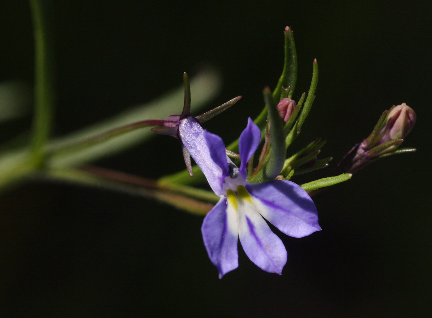 Lobelia erinus Lobelia erinus