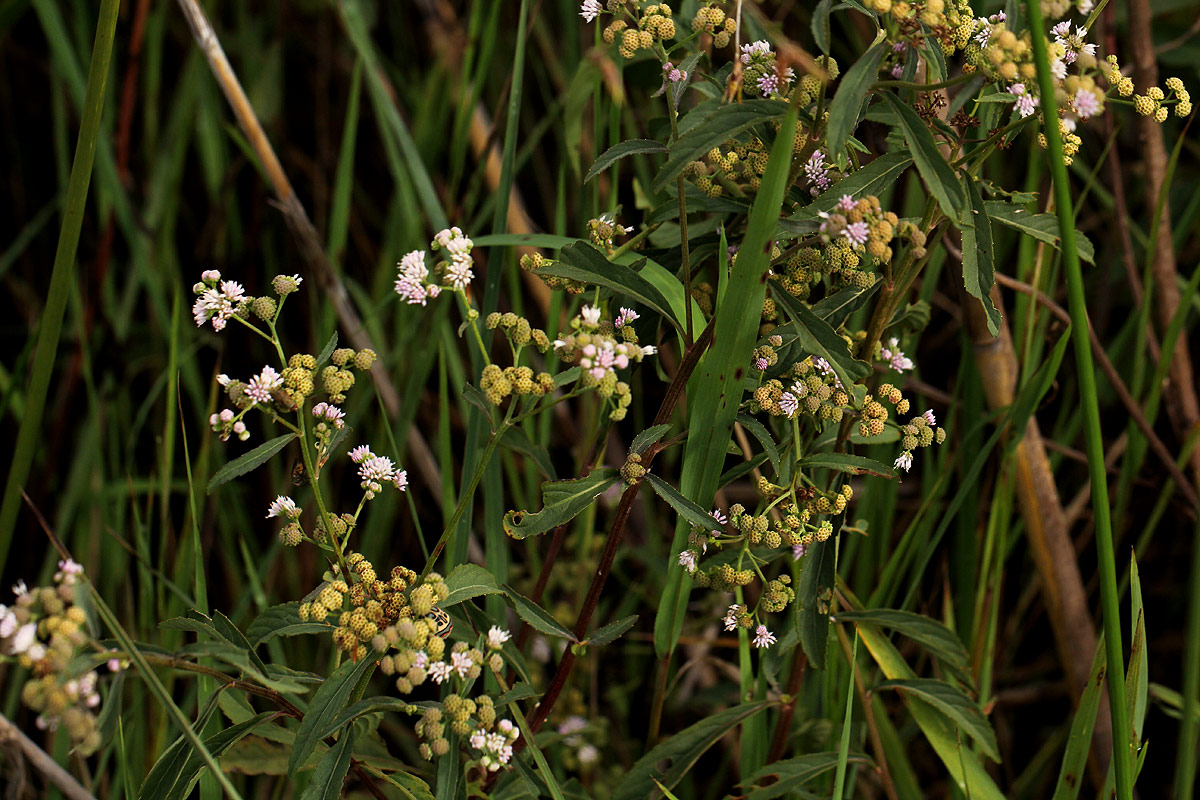 Ethulia conyzoides subsp. conyzoides