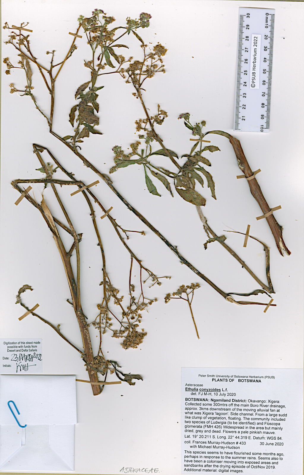 Ethulia conyzoides subsp. conyzoides