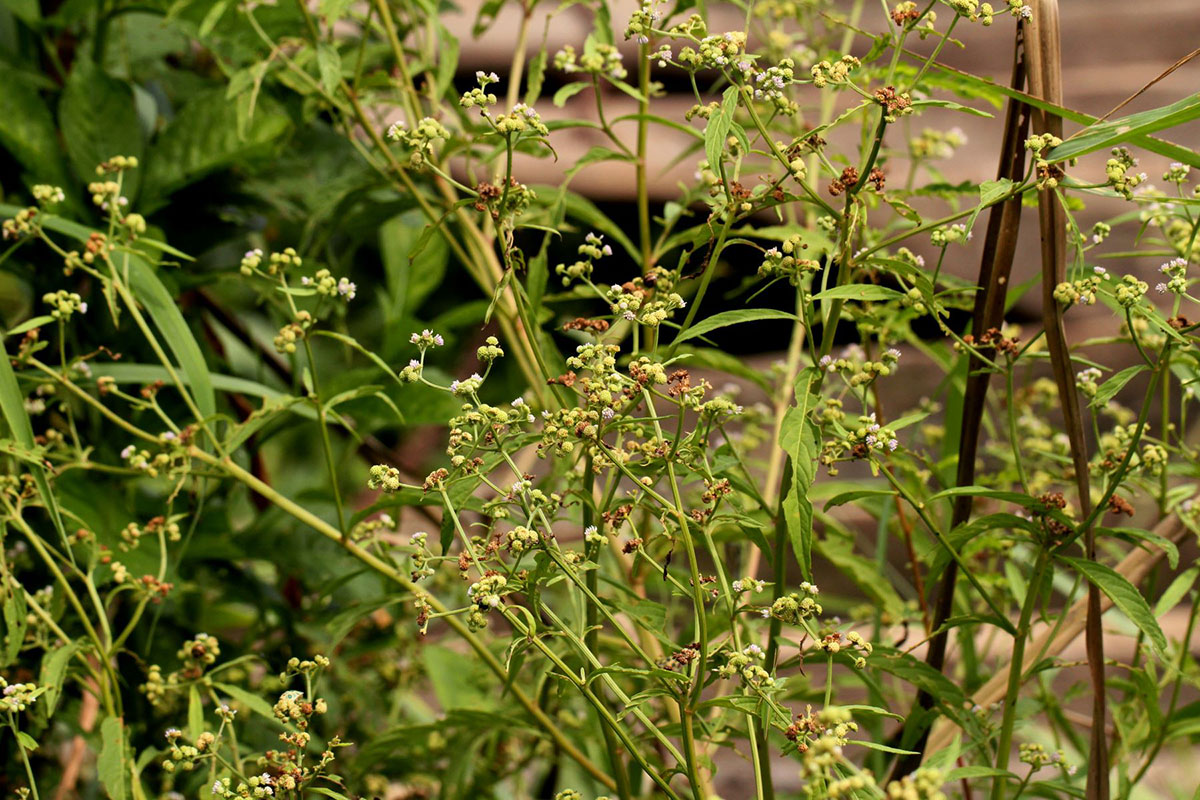 Ethulia conyzoides subsp. conyzoides