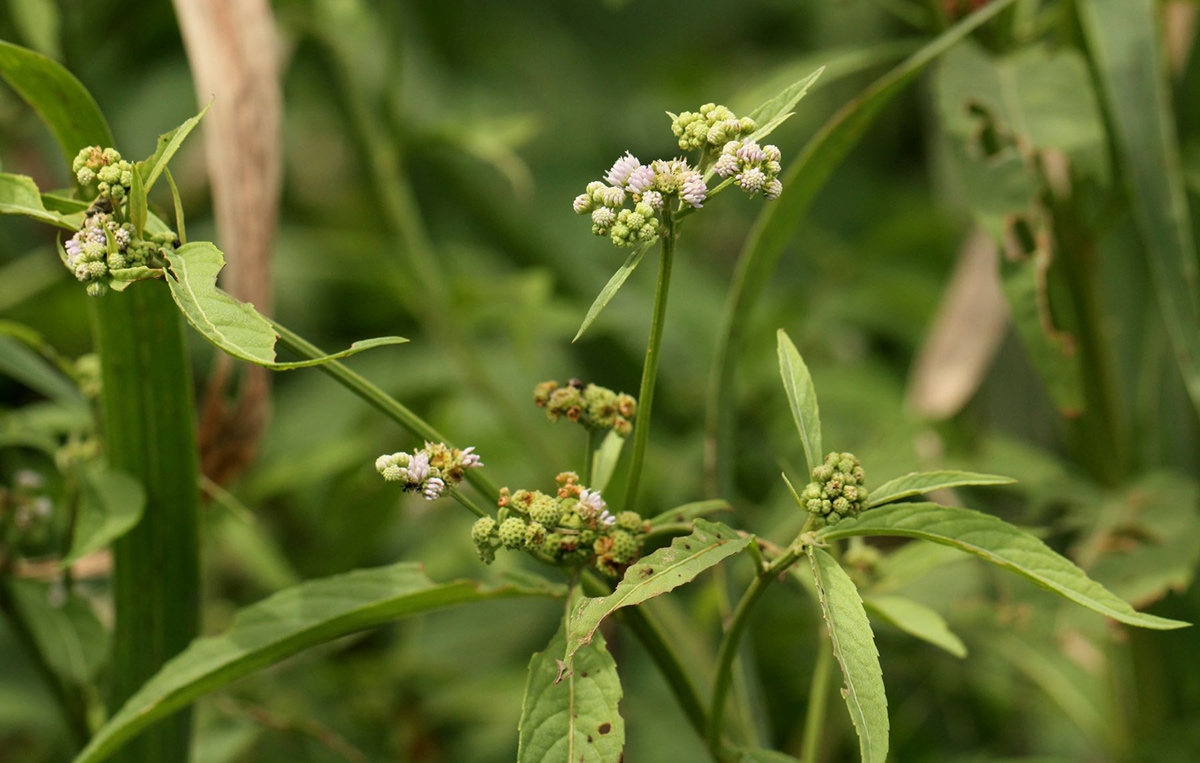 Ethulia conyzoides subsp. conyzoides