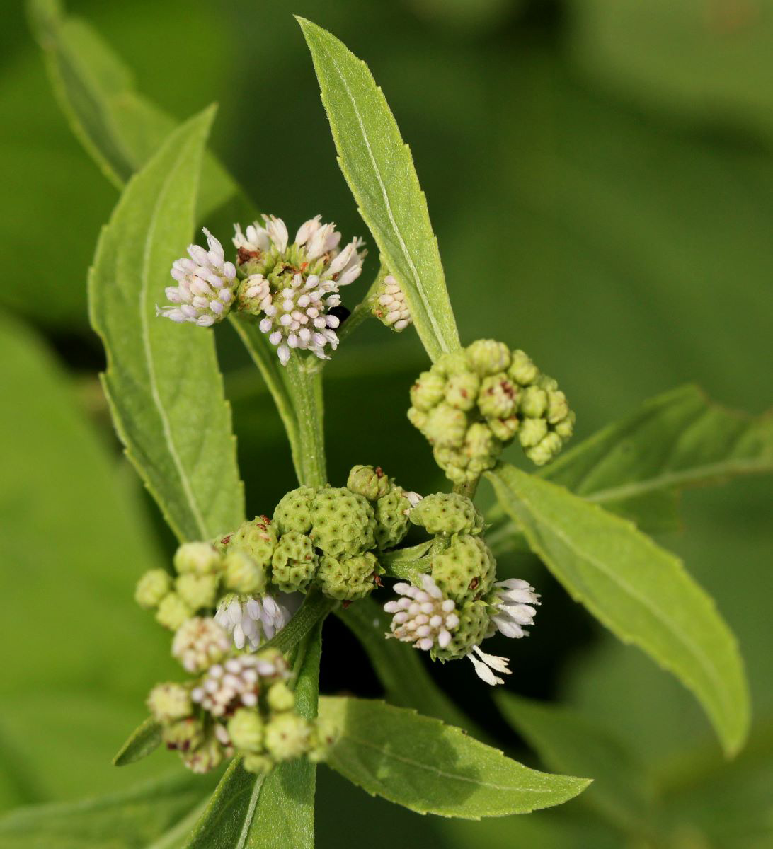 Ethulia conyzoides subsp. conyzoides