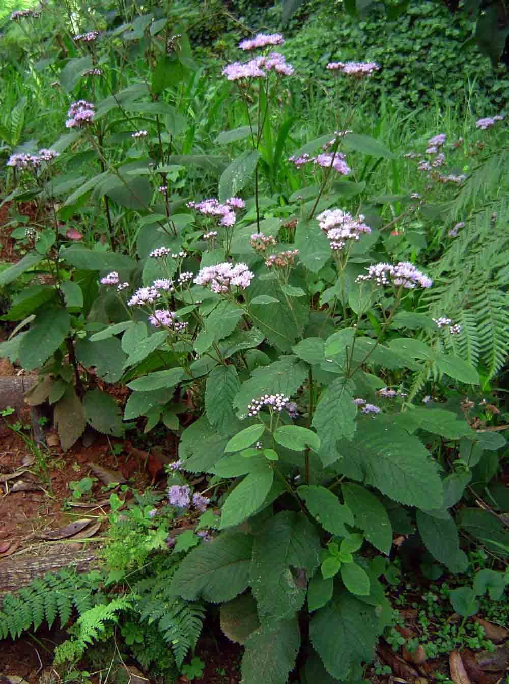 Bothriocline inyangana var. inyangana