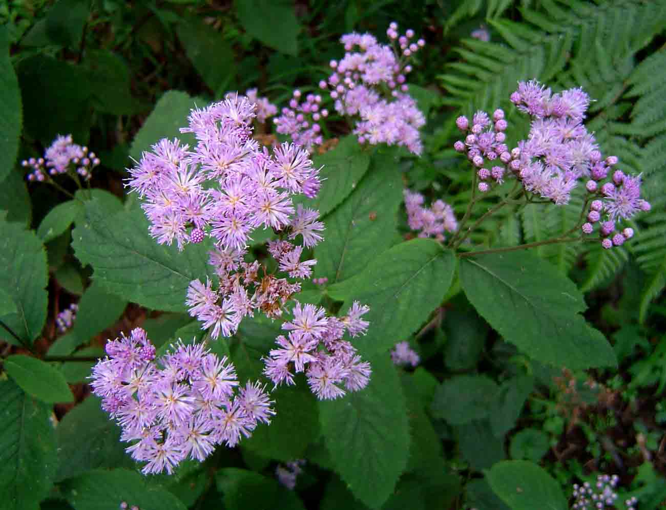 Bothriocline inyangana var. inyangana Bothriocline inyangana var. inyangana