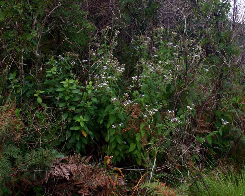 Bothriocline inyangana var. inyangana Bothriocline inyangana var. inyangana