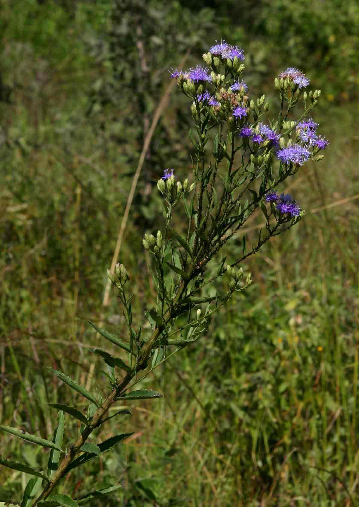 Vernonia glabra var. glabra Vernonia glabra var. glabra