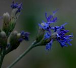 Vernonia glabra var. laxa