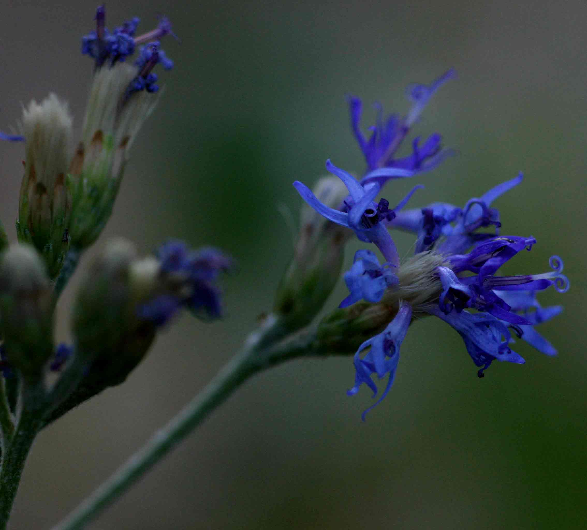 Vernonia glabra var. laxa