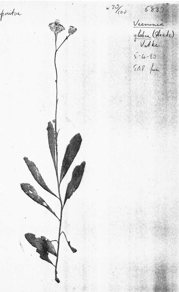 Vernonia glabra var. laxa