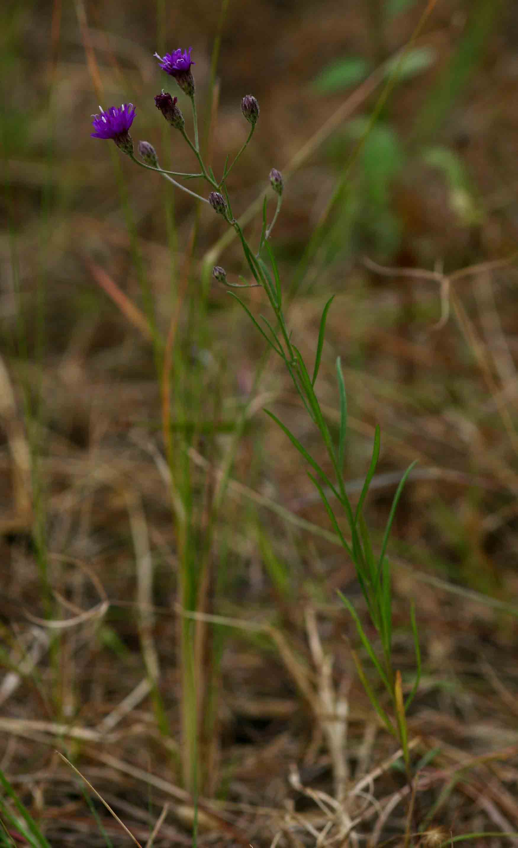Vernonia poskeana subsp. poskeana Vernonia poskeana subsp. poskeana