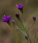 Vernonia poskeana subsp. poskeana