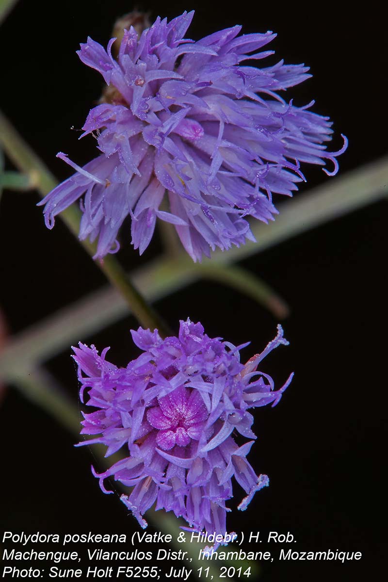 Vernonia poskeana subsp. poskeana