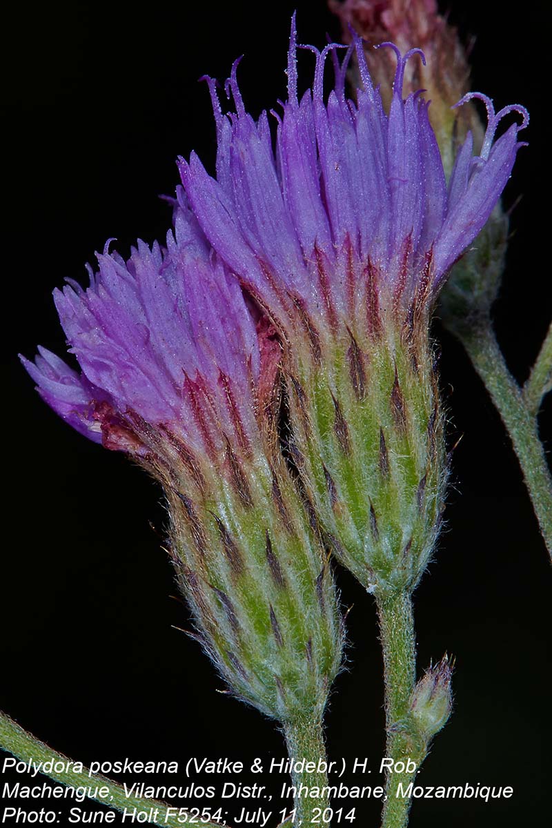 Vernonia poskeana subsp. poskeana