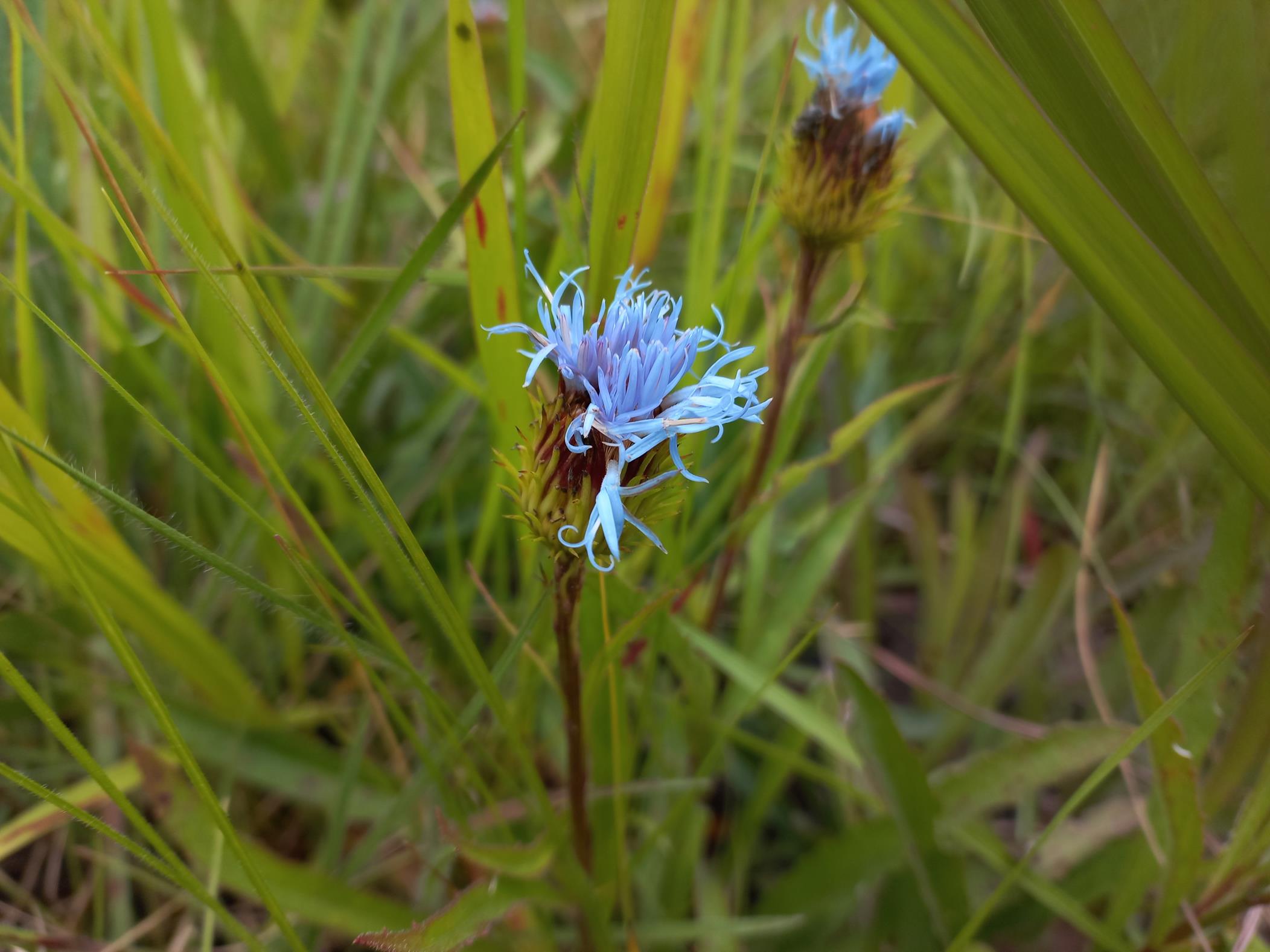 Vernonia rosenii