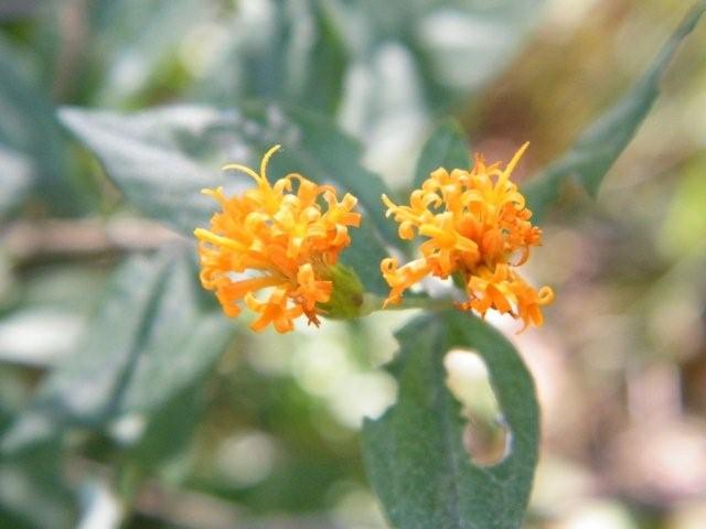 Distephanus divaricatus Distephanus divaricatus