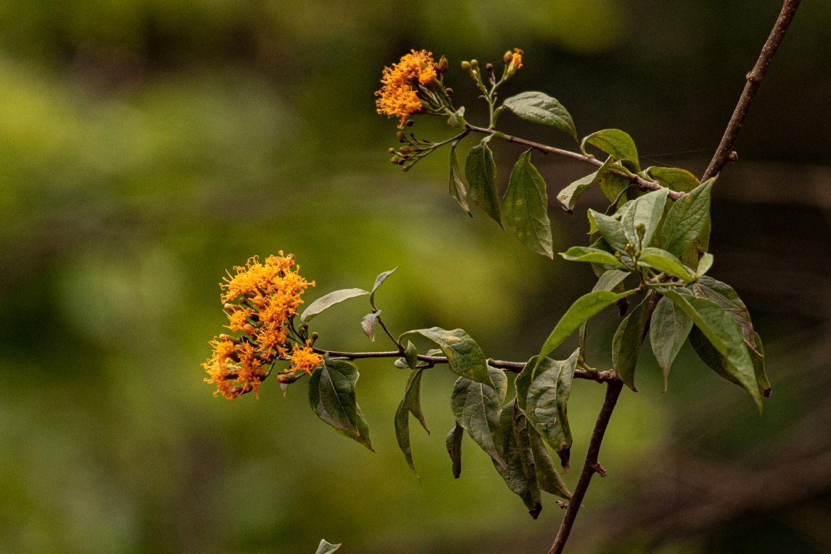 Distephanus divaricatus